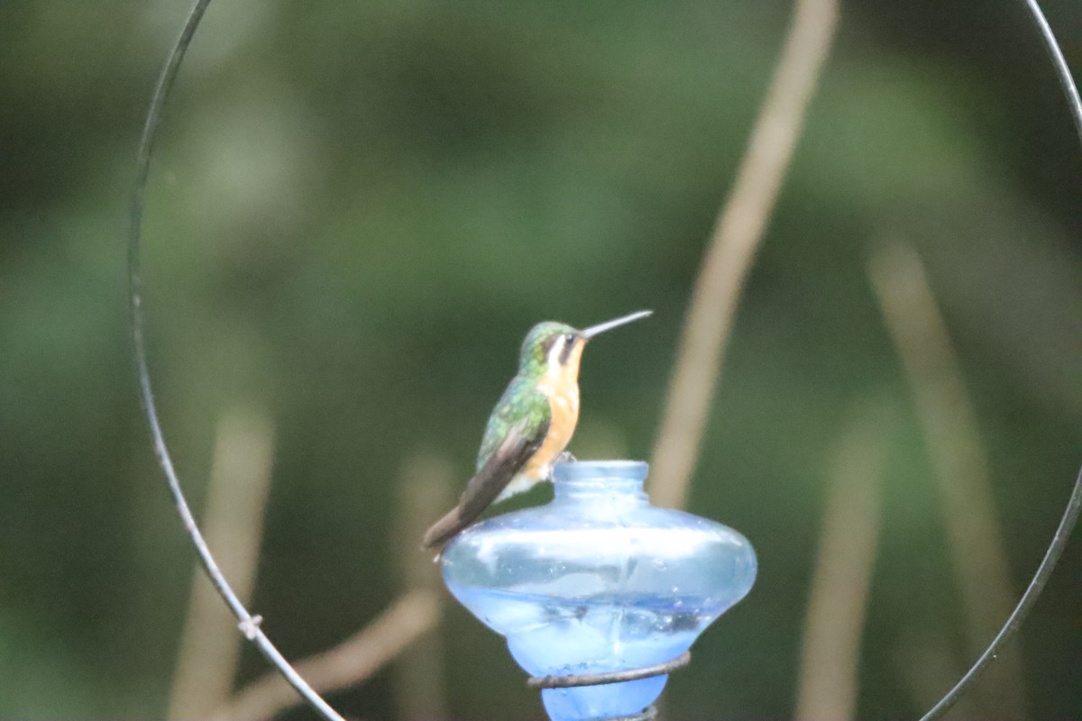 Purple-throated Mountain-gem - ML645287818