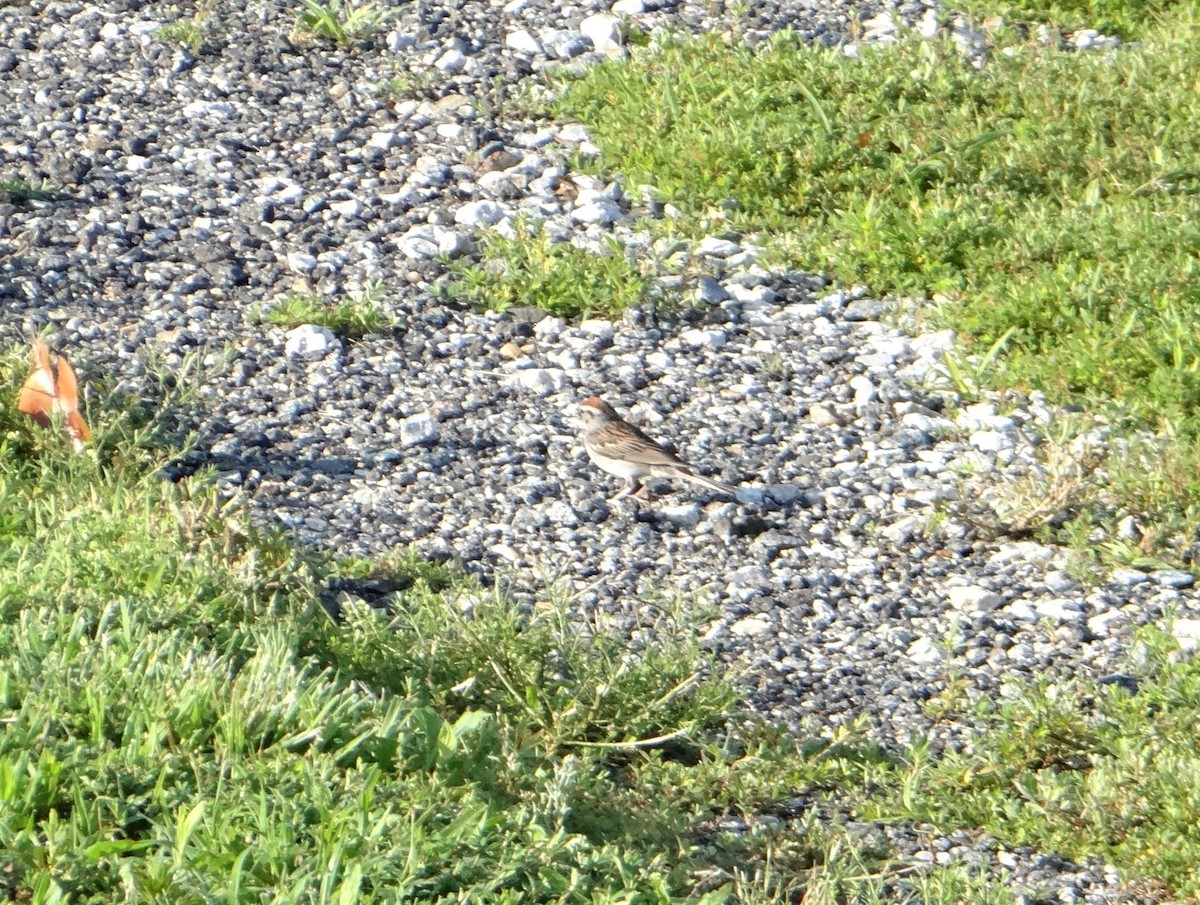 Chipping Sparrow - ML645287821
