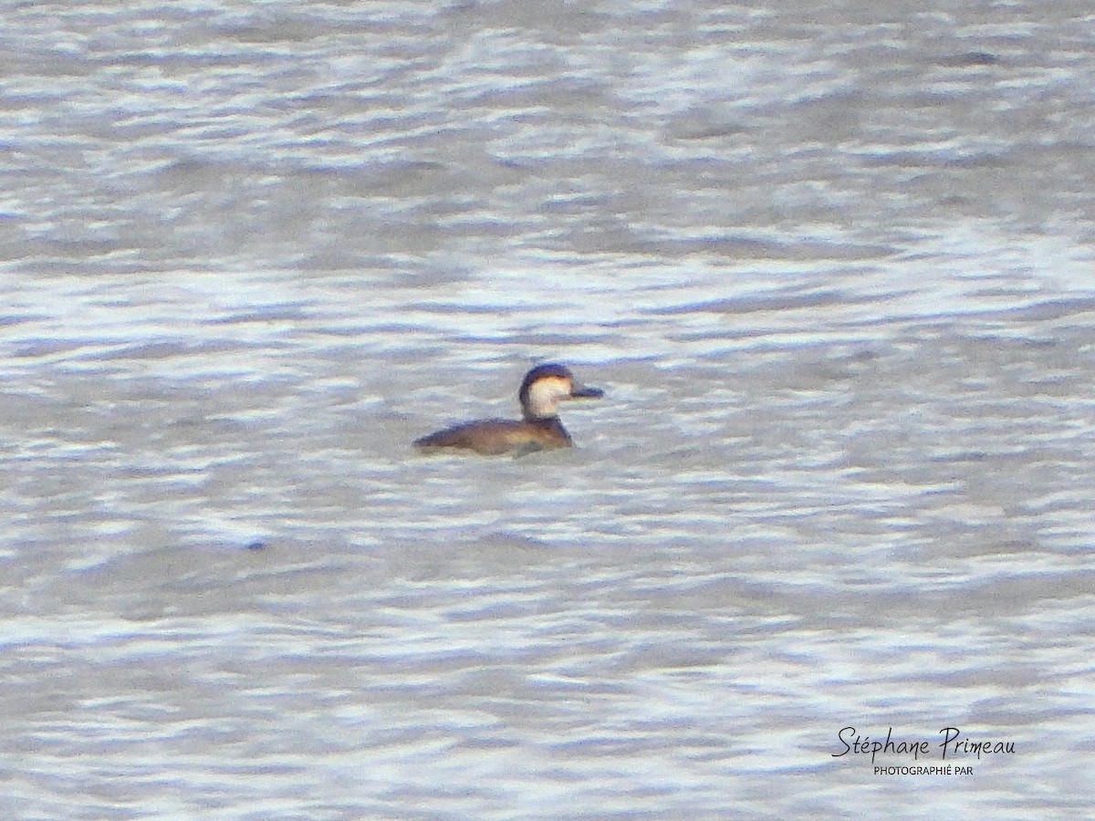 Black Scoter - ML645287823