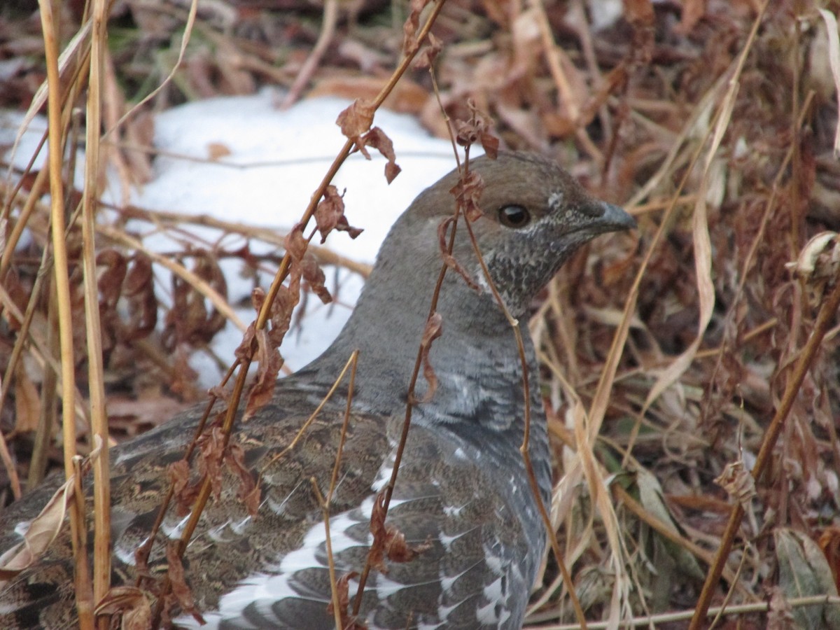 Dusky Grouse - ML645287824