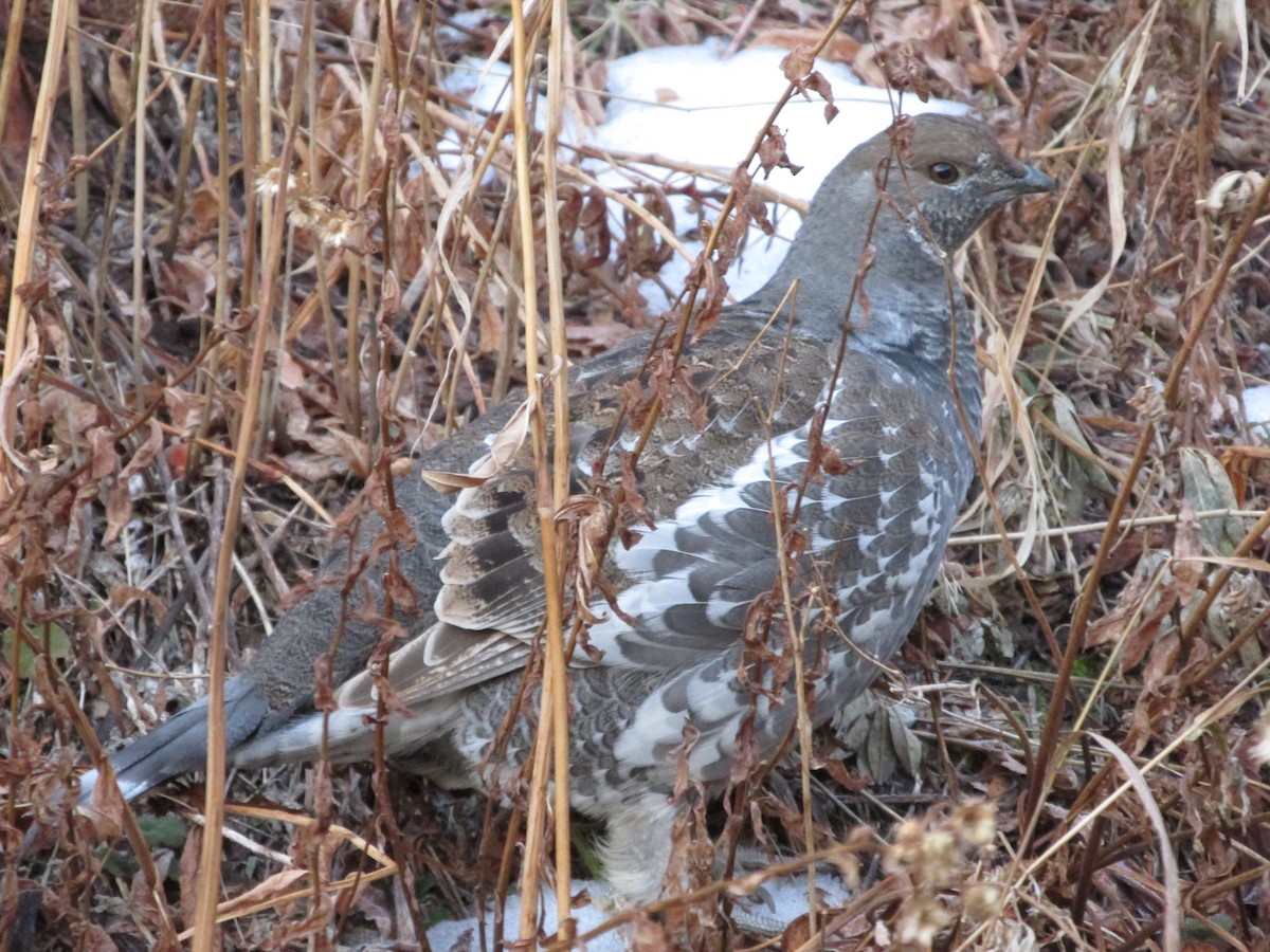 Dusky Grouse - ML645287825
