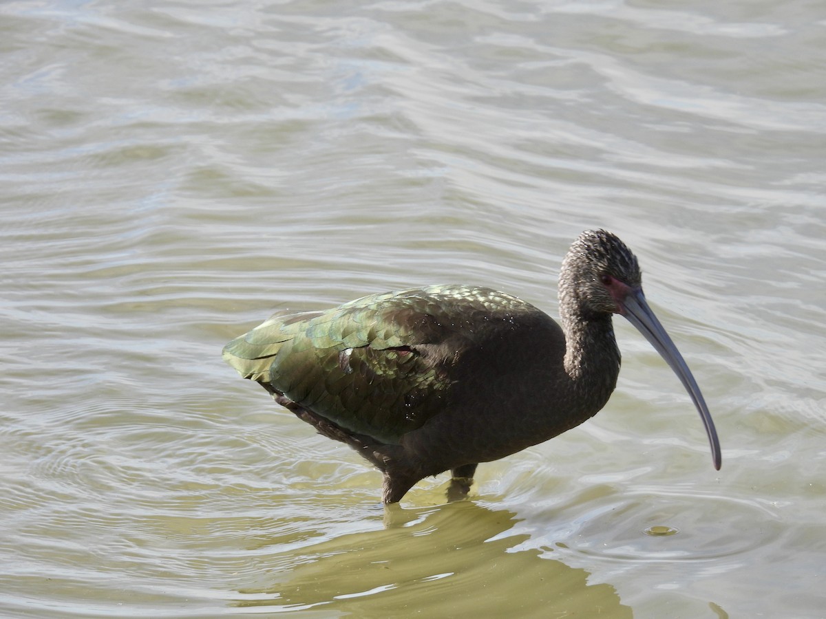 Beltzaran musuzuria - ML645287830