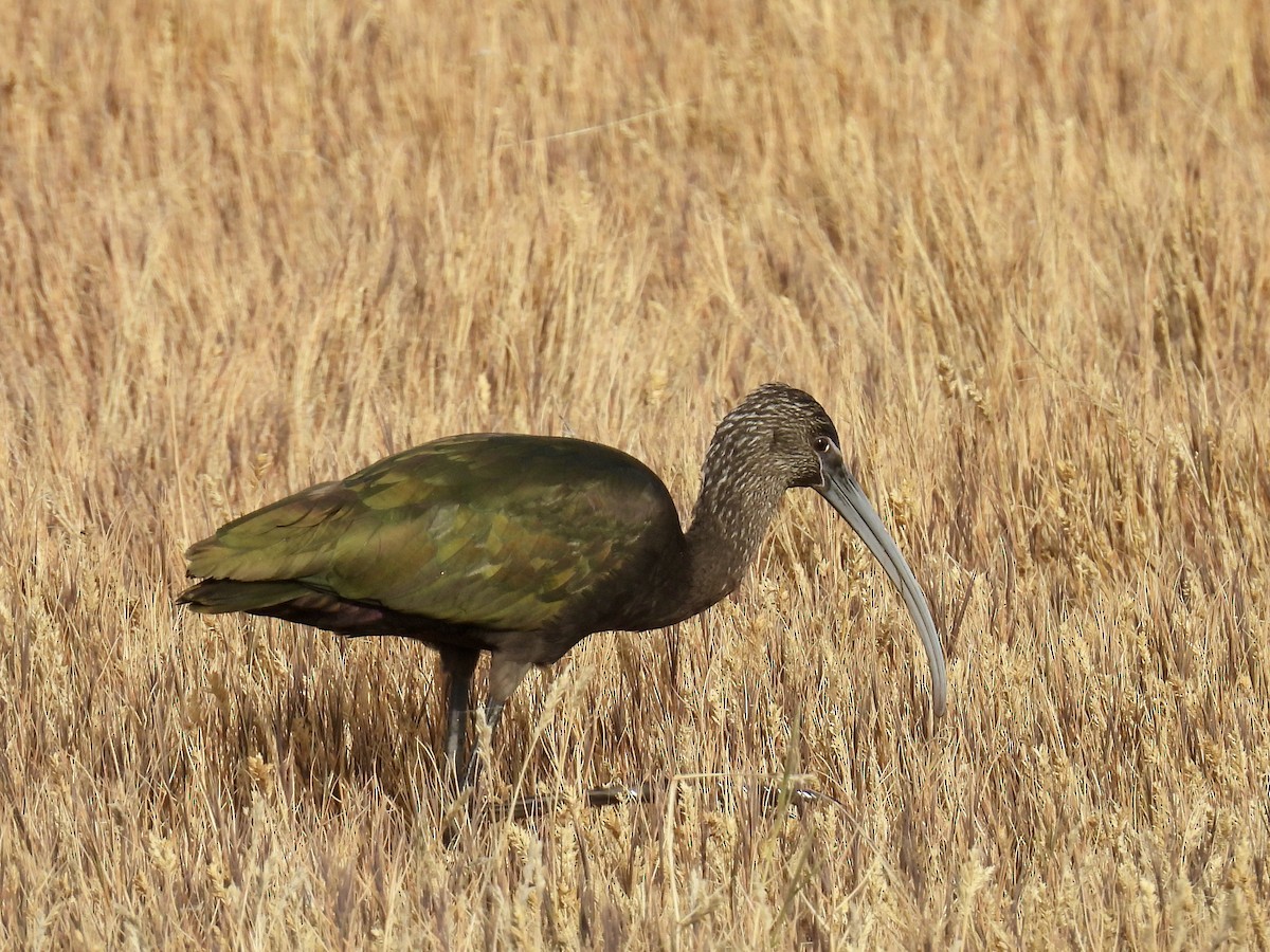 Beltzaran musuzuria - ML645287833