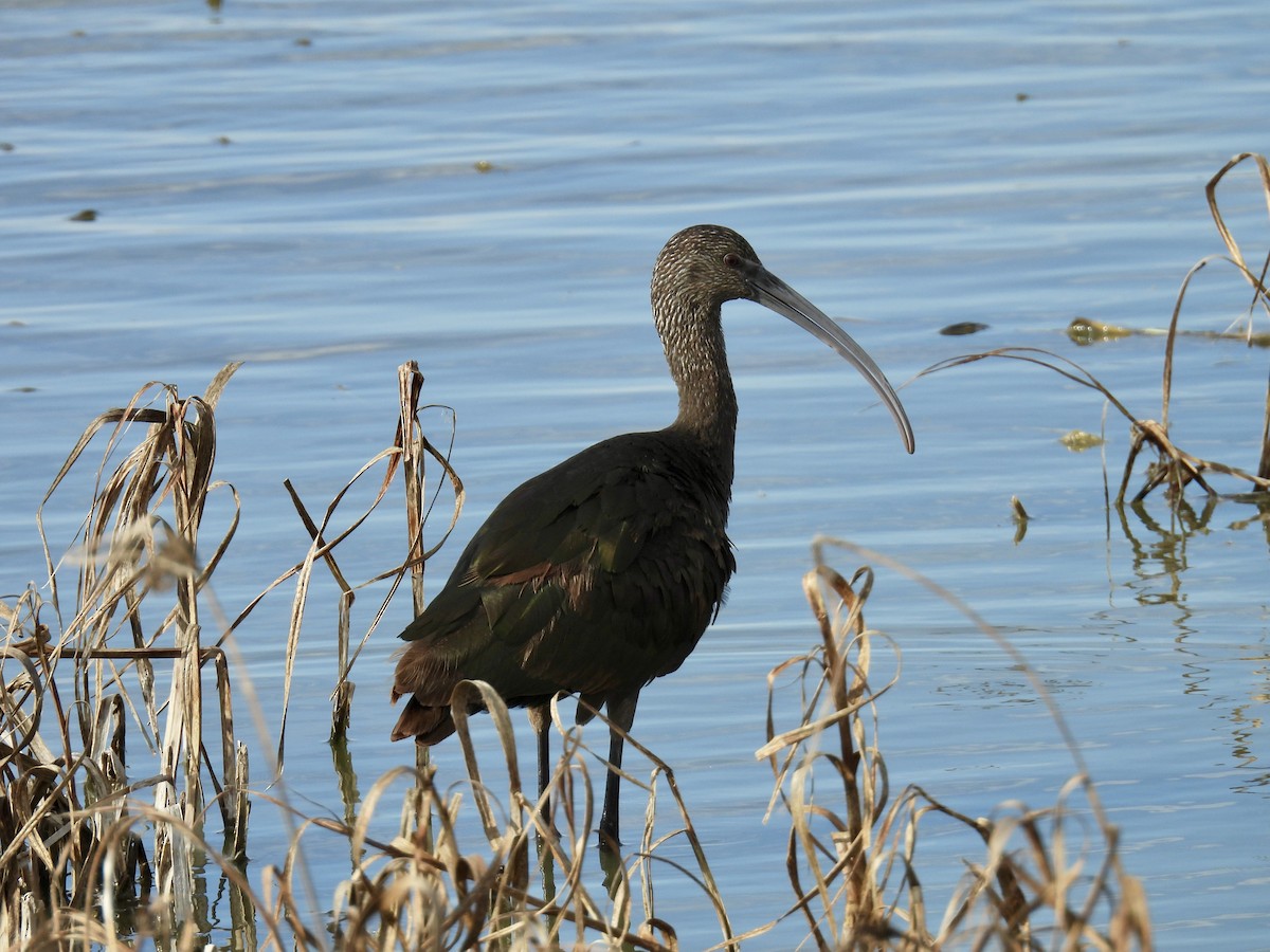 Beltzaran musuzuria - ML645287834