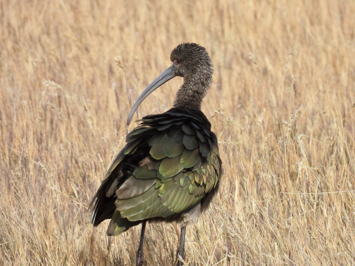 Beltzaran musuzuria - ML645287835