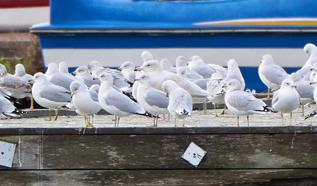 Glaucous Gull - ML645287837