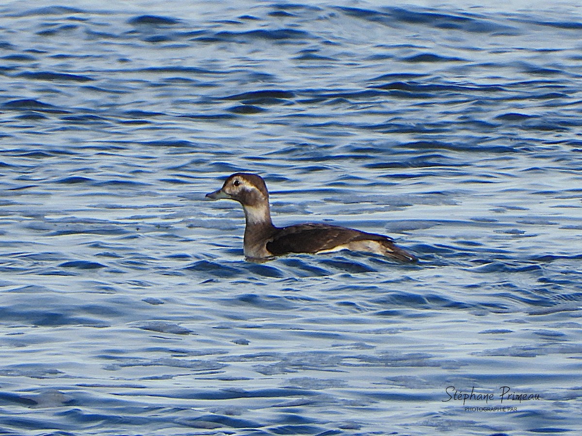 Мөнгөлөг шунгаахай - ML645287839