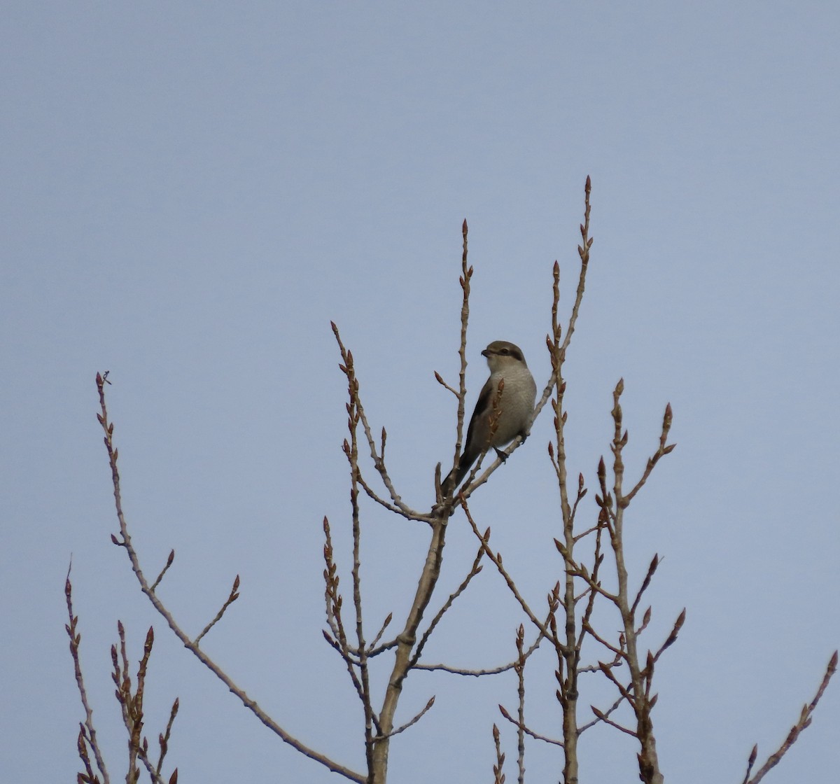 Northern Shrike - ML645287842