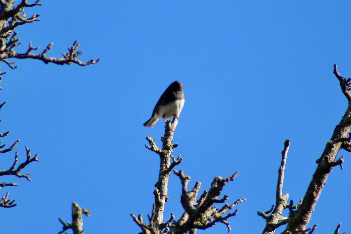 Dark-eyed Junco - ML645287846