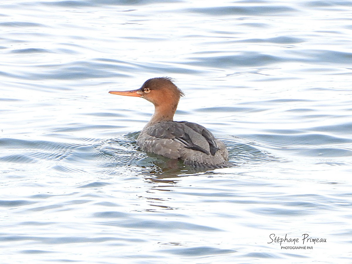 Сэвгэр бохио - ML645287854