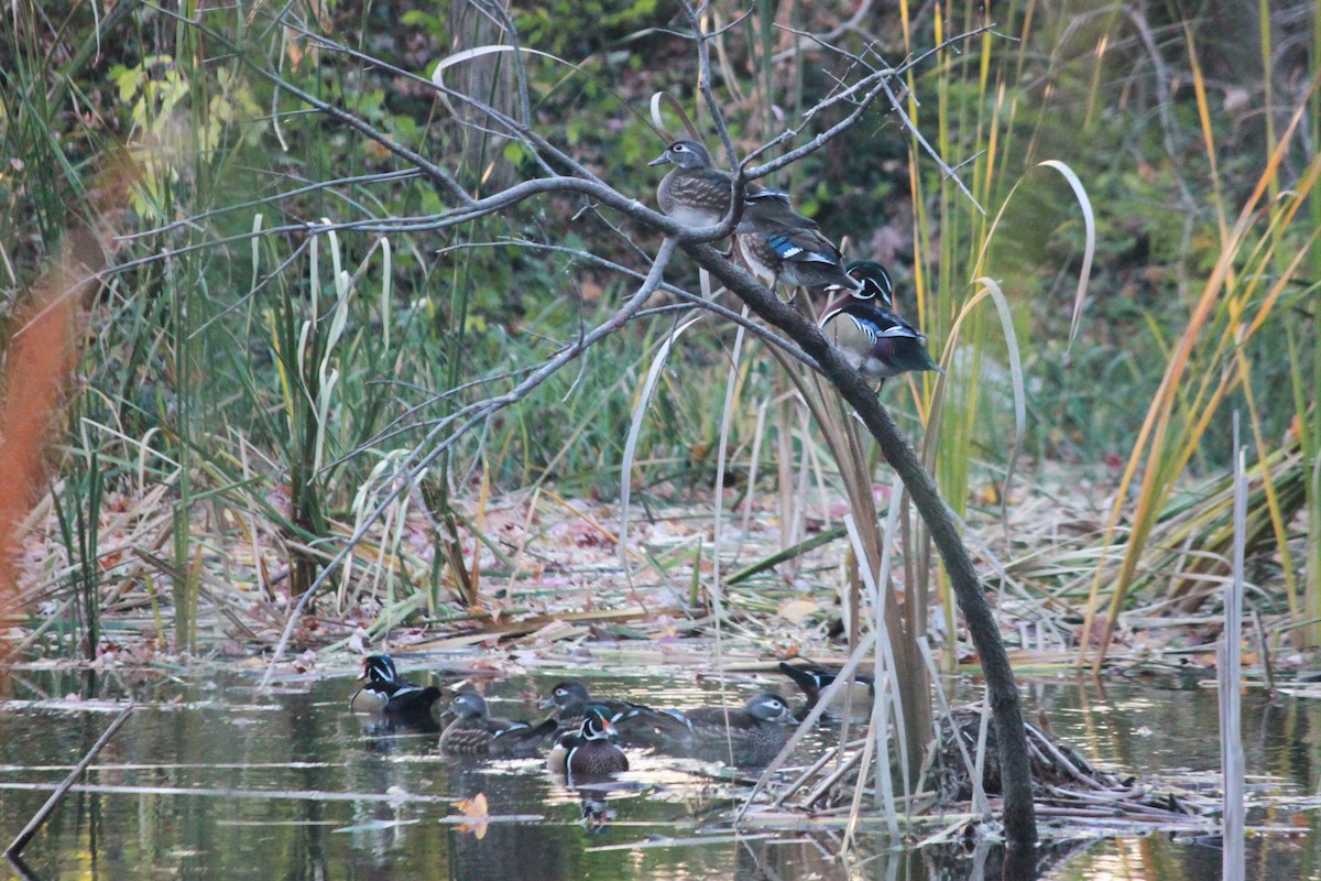 Ahate karolinarra - ML645287855