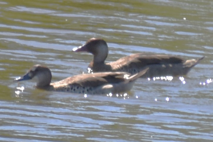 Brazilian Teal - ML645287864