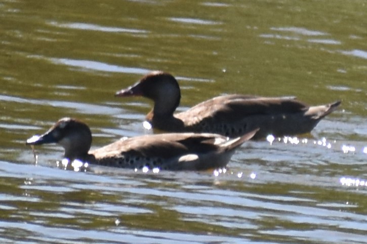 Brazilian Teal - ML645287865