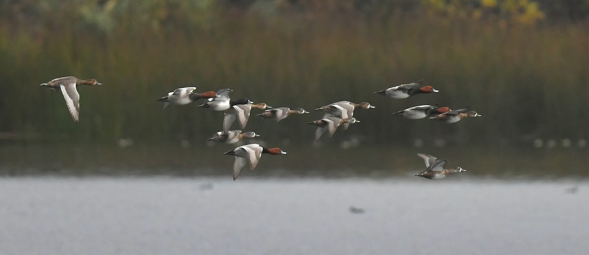 Redhead - ML645287866