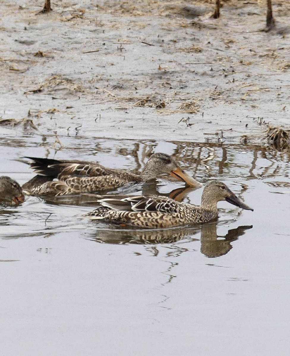 Northern Shoveler - ML645287867