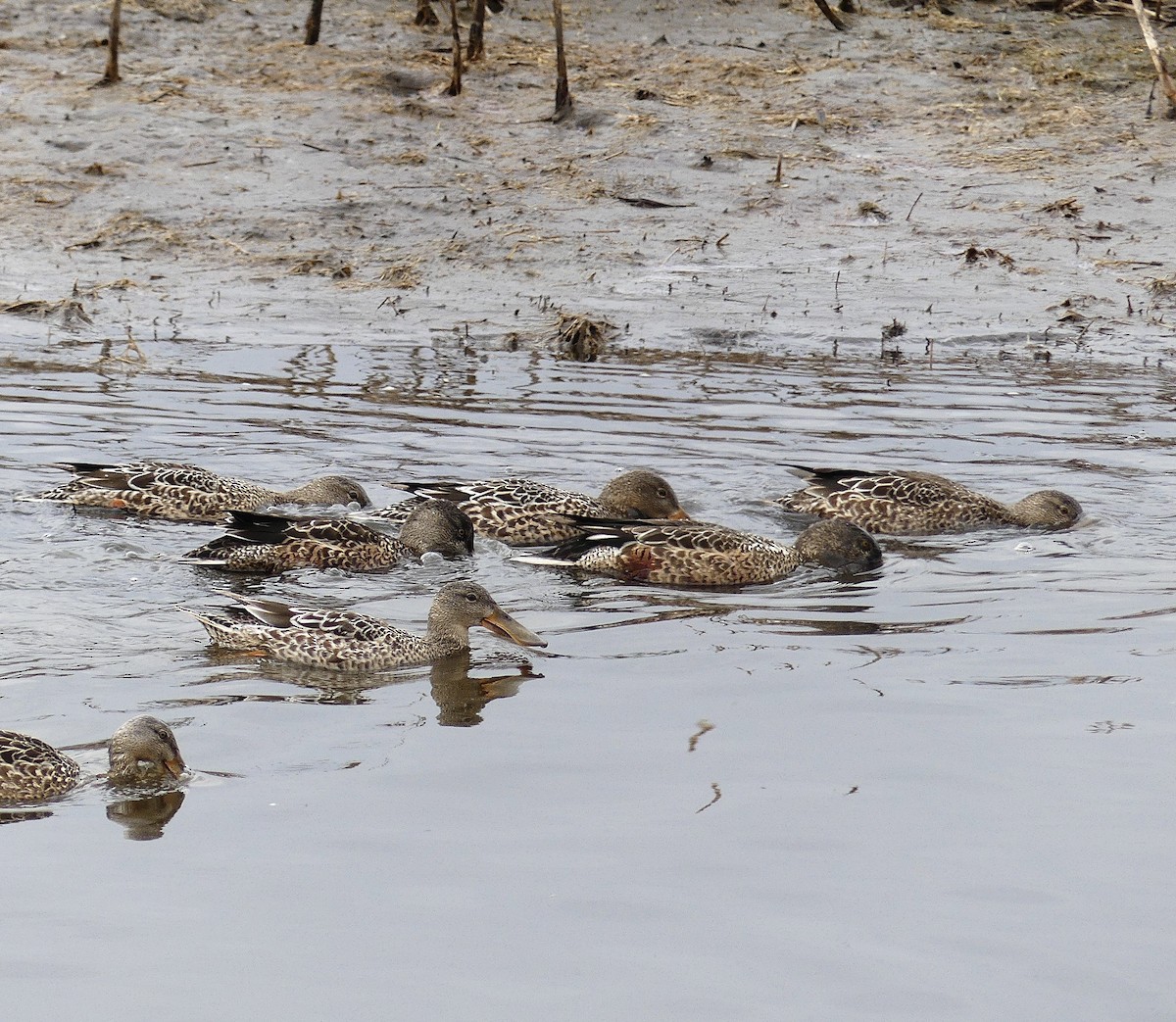 Northern Shoveler - ML645287868