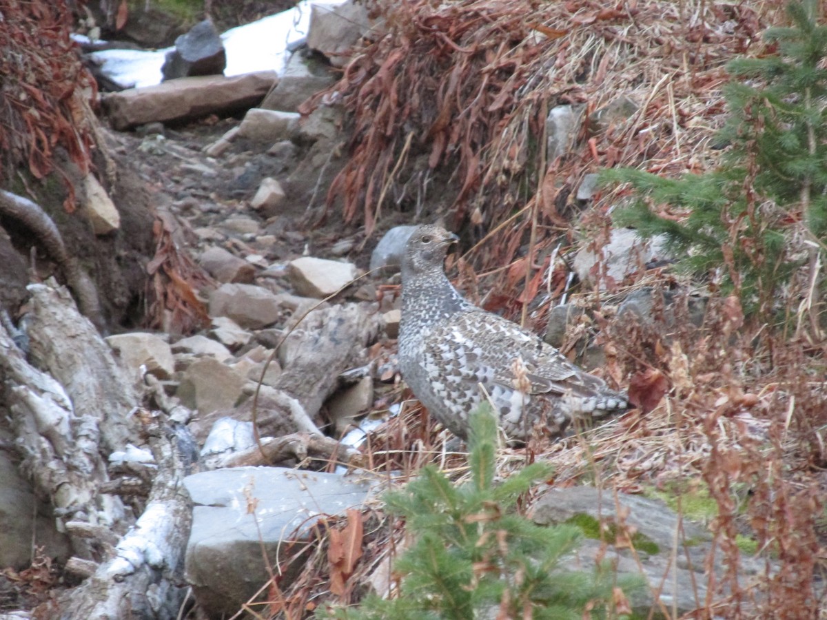 Dusky Grouse - ML645287889