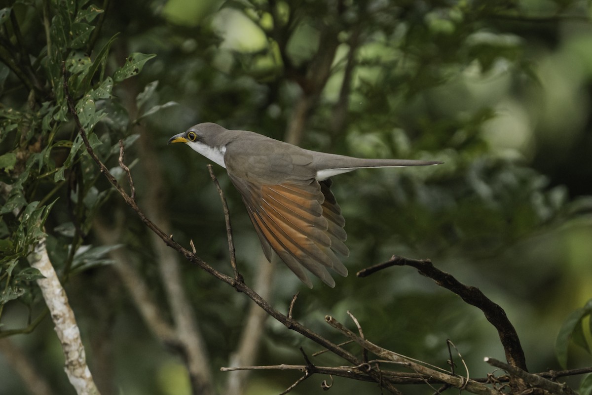 Желтоклювая пиайя - ML645287896