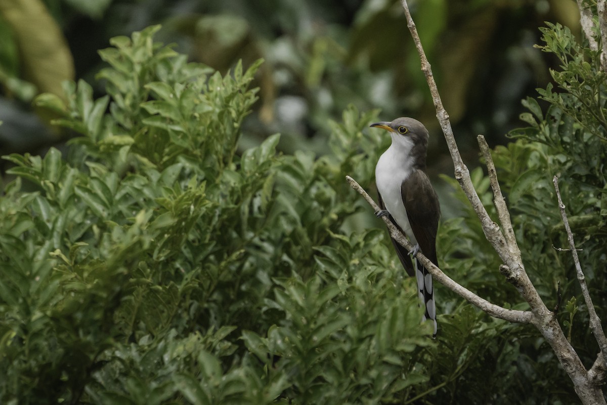 Желтоклювая пиайя - ML645287897