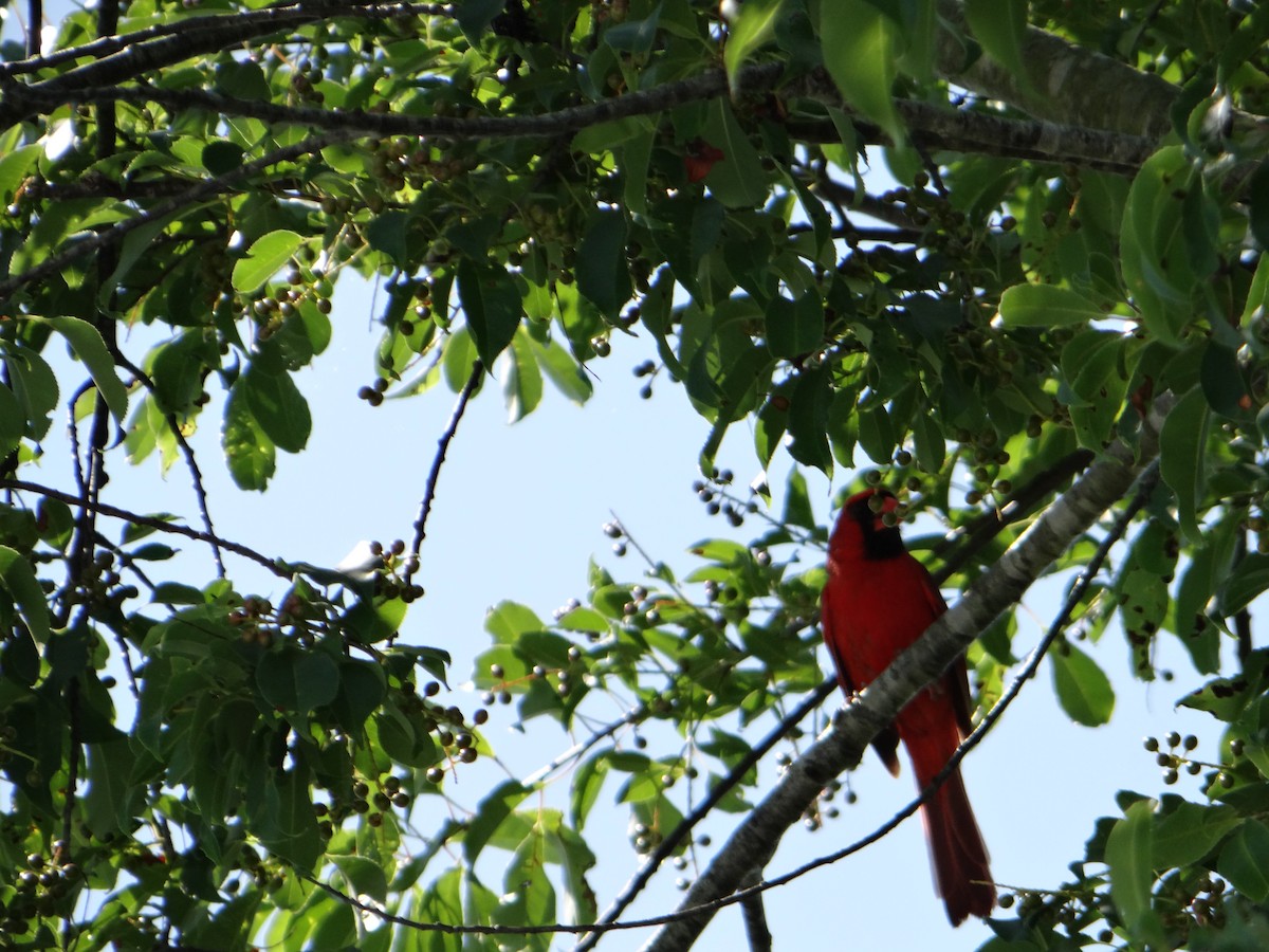Northern Cardinal - ML645287898