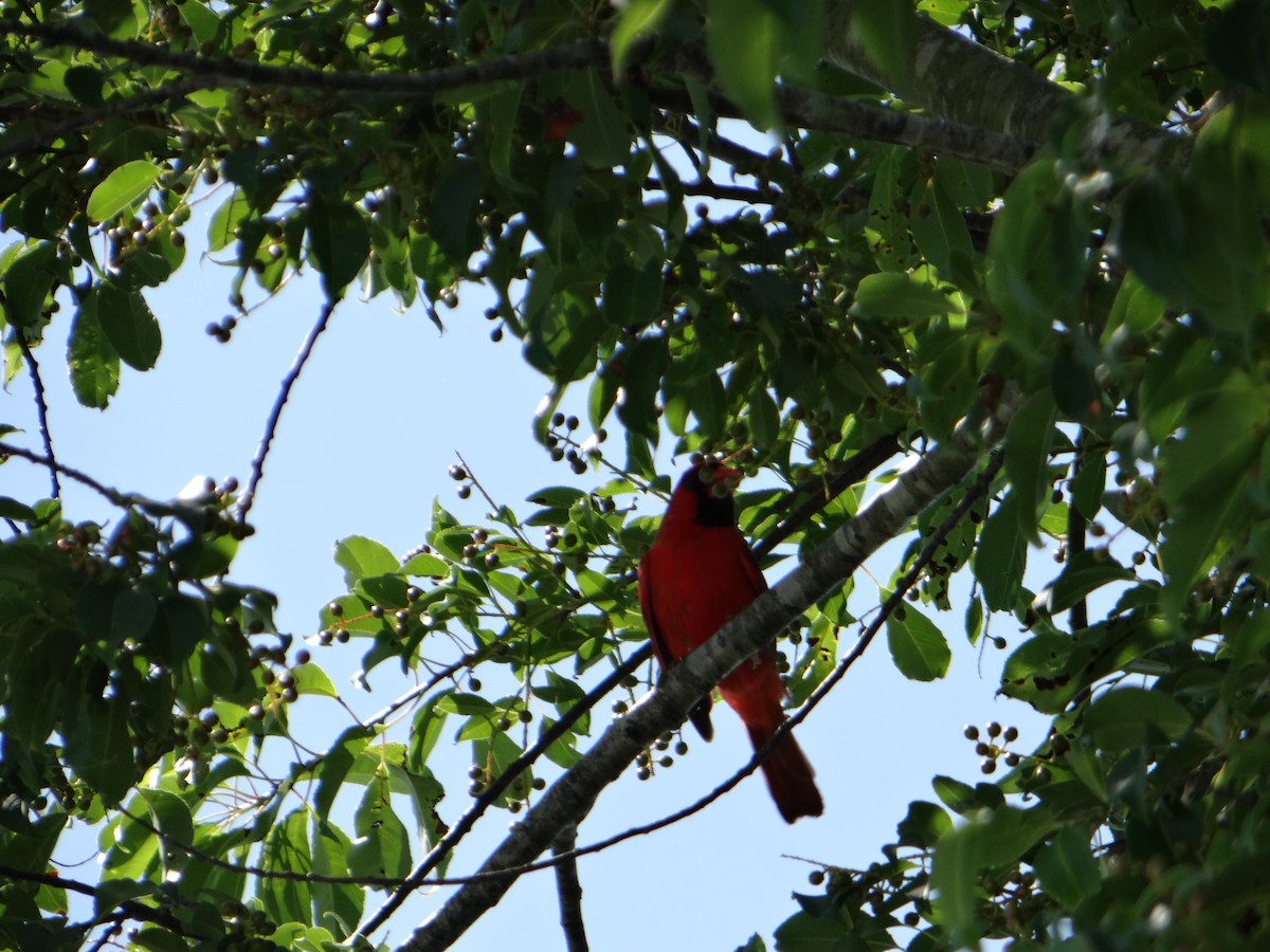 Northern Cardinal - ML645287899
