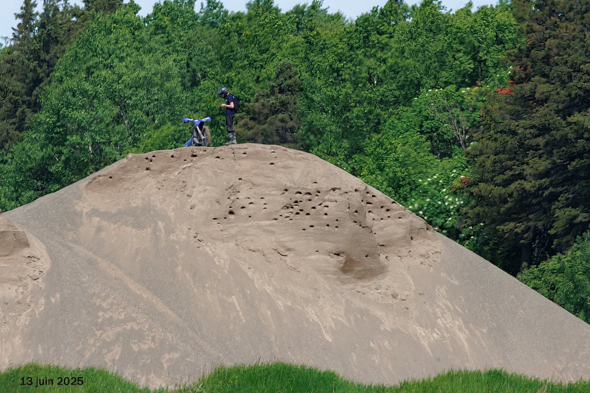 Bank Swallow - ML645287906