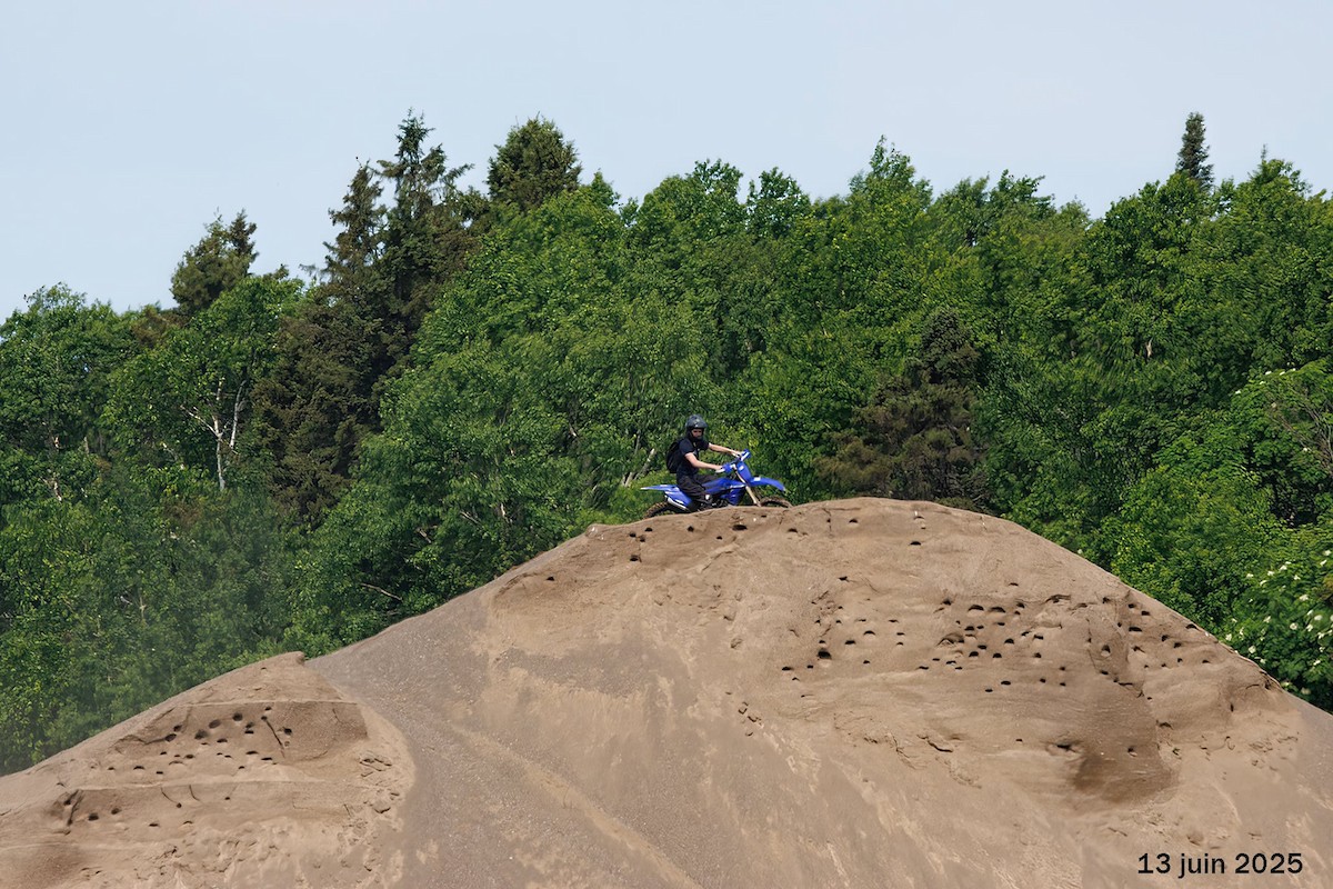 Bank Swallow - ML645287907