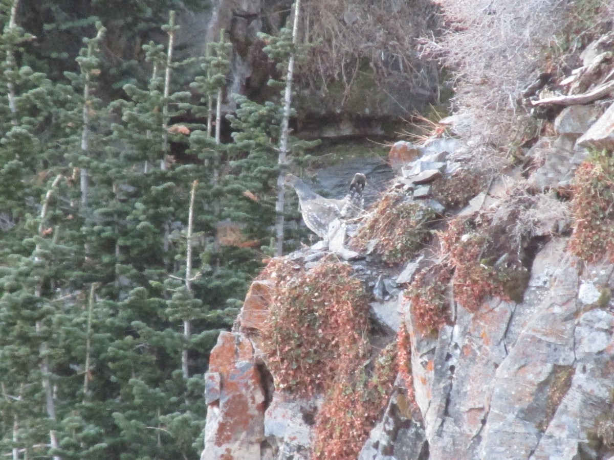 Dusky Grouse - ML645287909