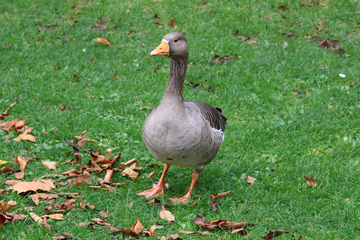 Graylag Goose - ML645287914