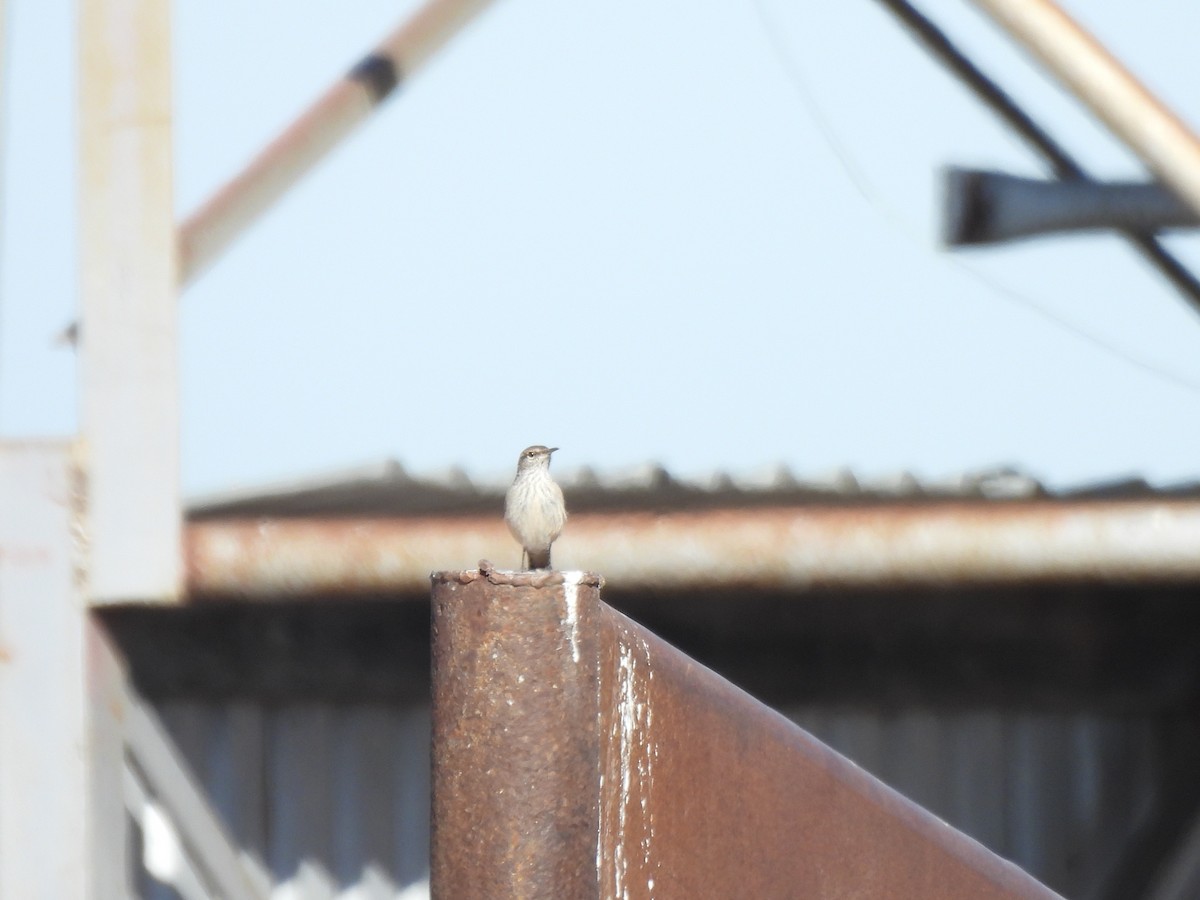Rock Wren - ML645287916