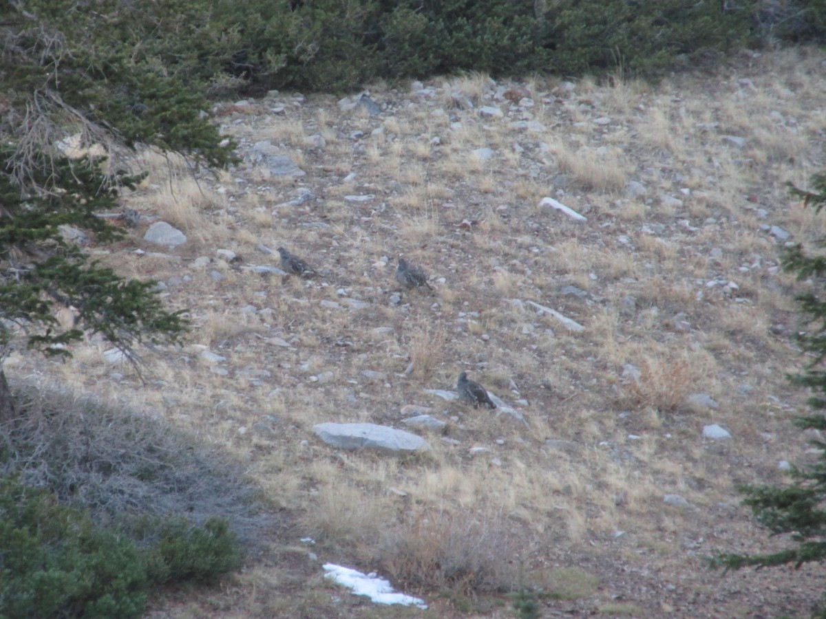 Dusky Grouse - ML645287933
