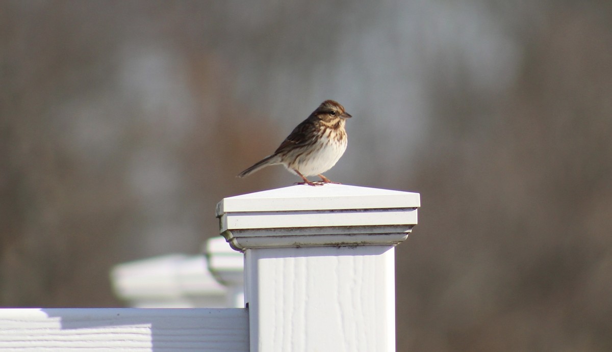 Song Sparrow - ML645287938