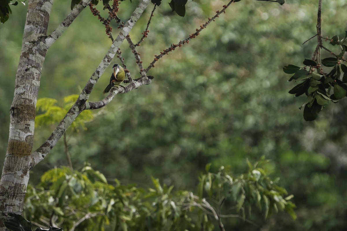 Curl-crested Aracari - ML645287939