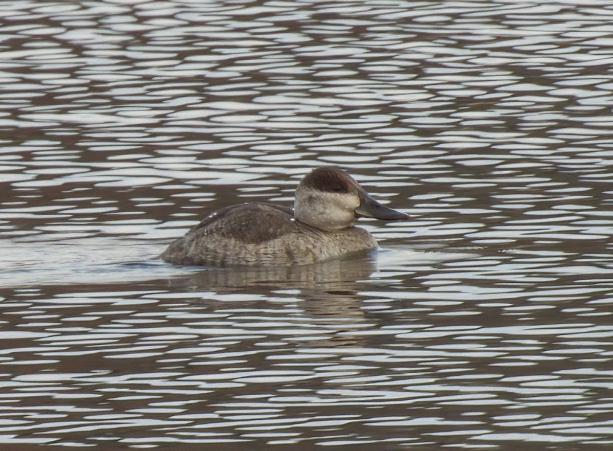 Ruddy Duck - ML645287940