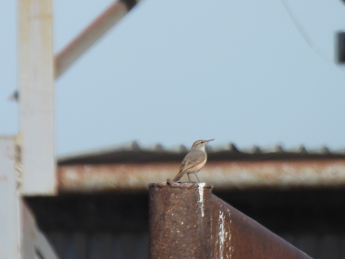 Rock Wren - ML645287945