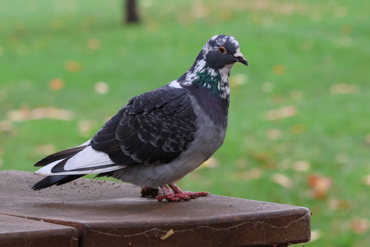 Kaya Güvercini (evcil tip) - ML645287946