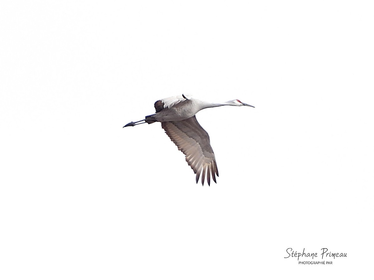 Орог тогоруу - ML645287953