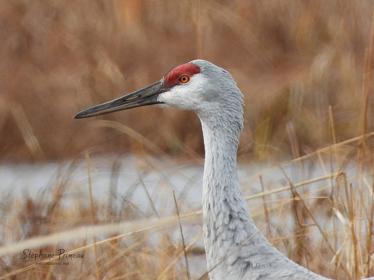 Орог тогоруу - ML645287955