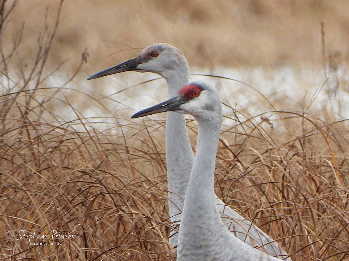 Орог тогоруу - ML645287956