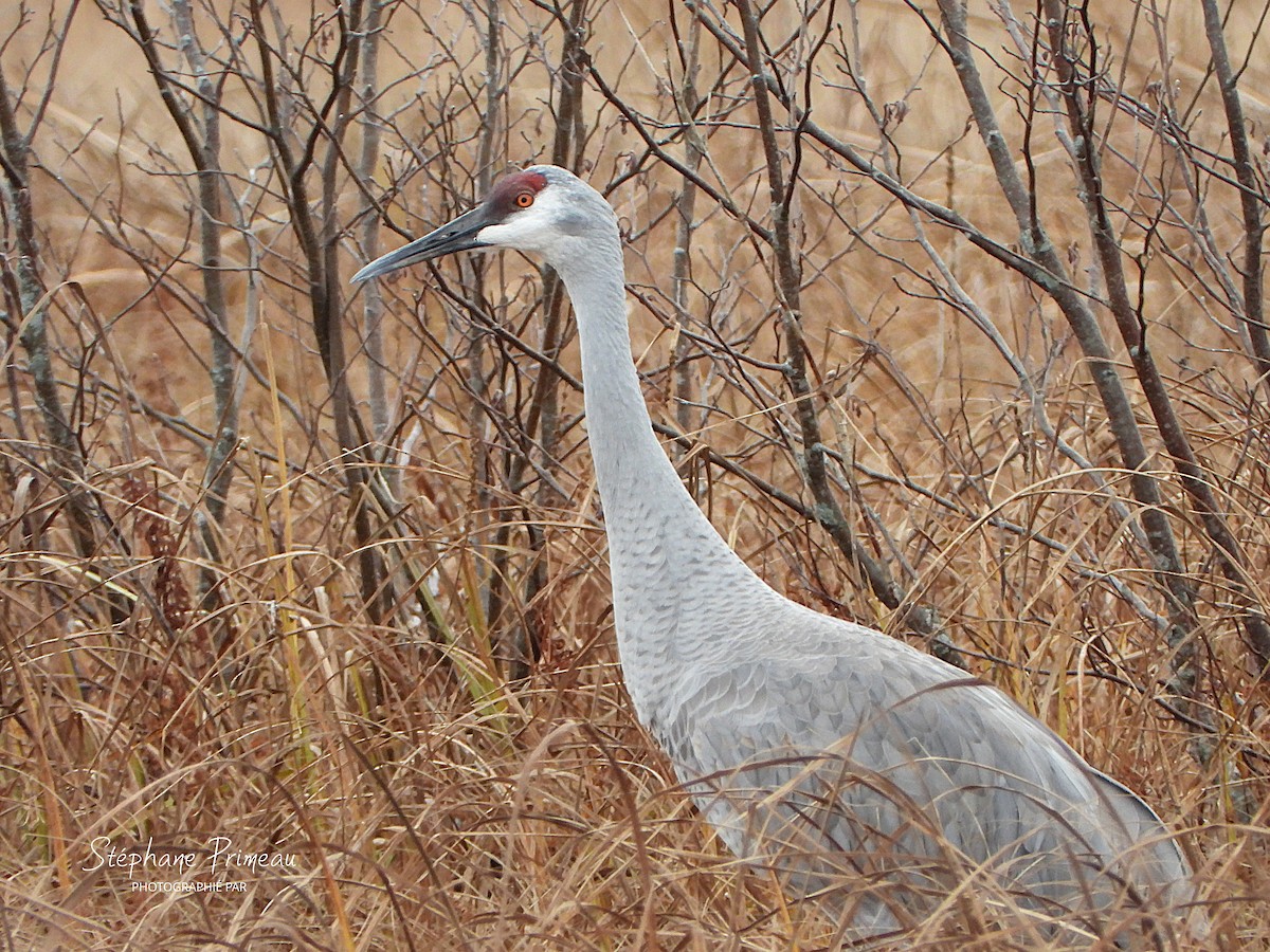 Орог тогоруу - ML645287957