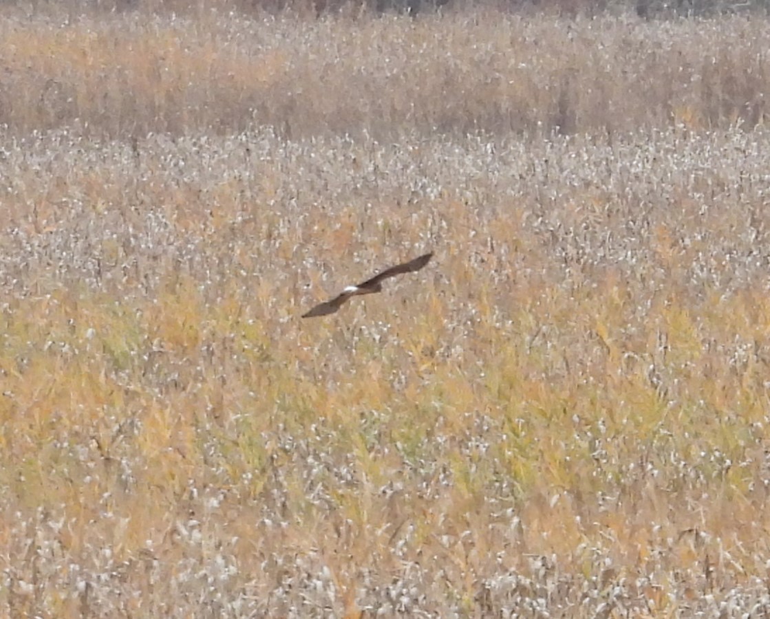 moták severoamerický - ML645287958