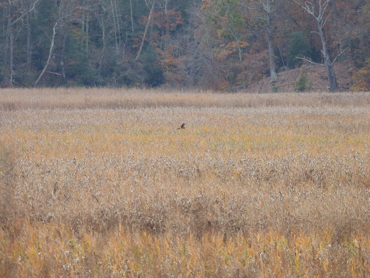 moták severoamerický - ML645287959