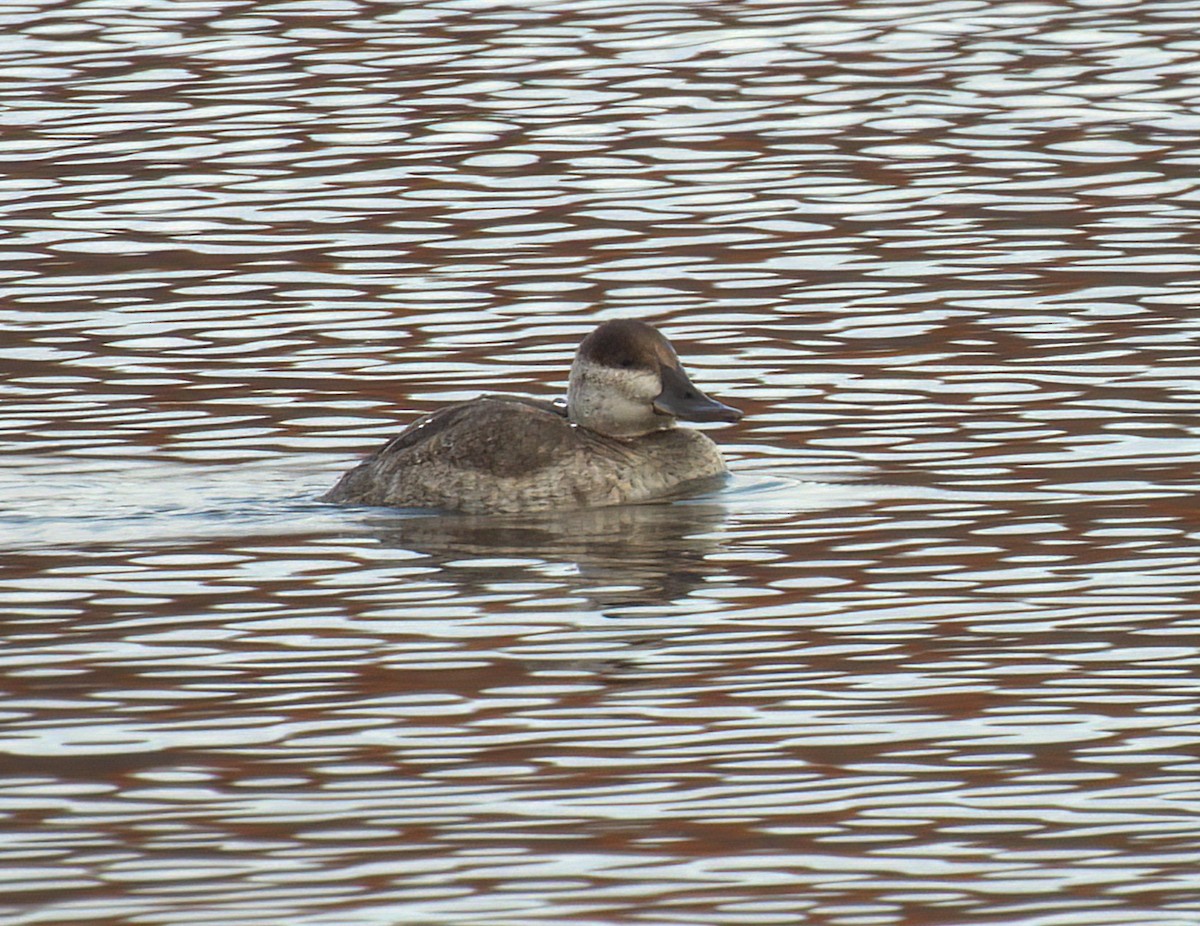 Ruddy Duck - ML645287962