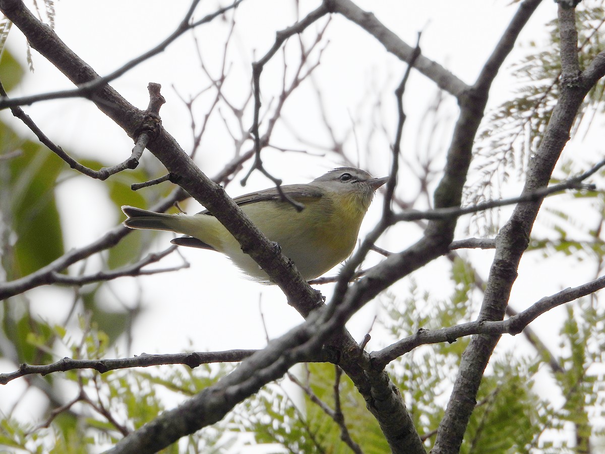 Bireo filadelfiarra - ML645287963