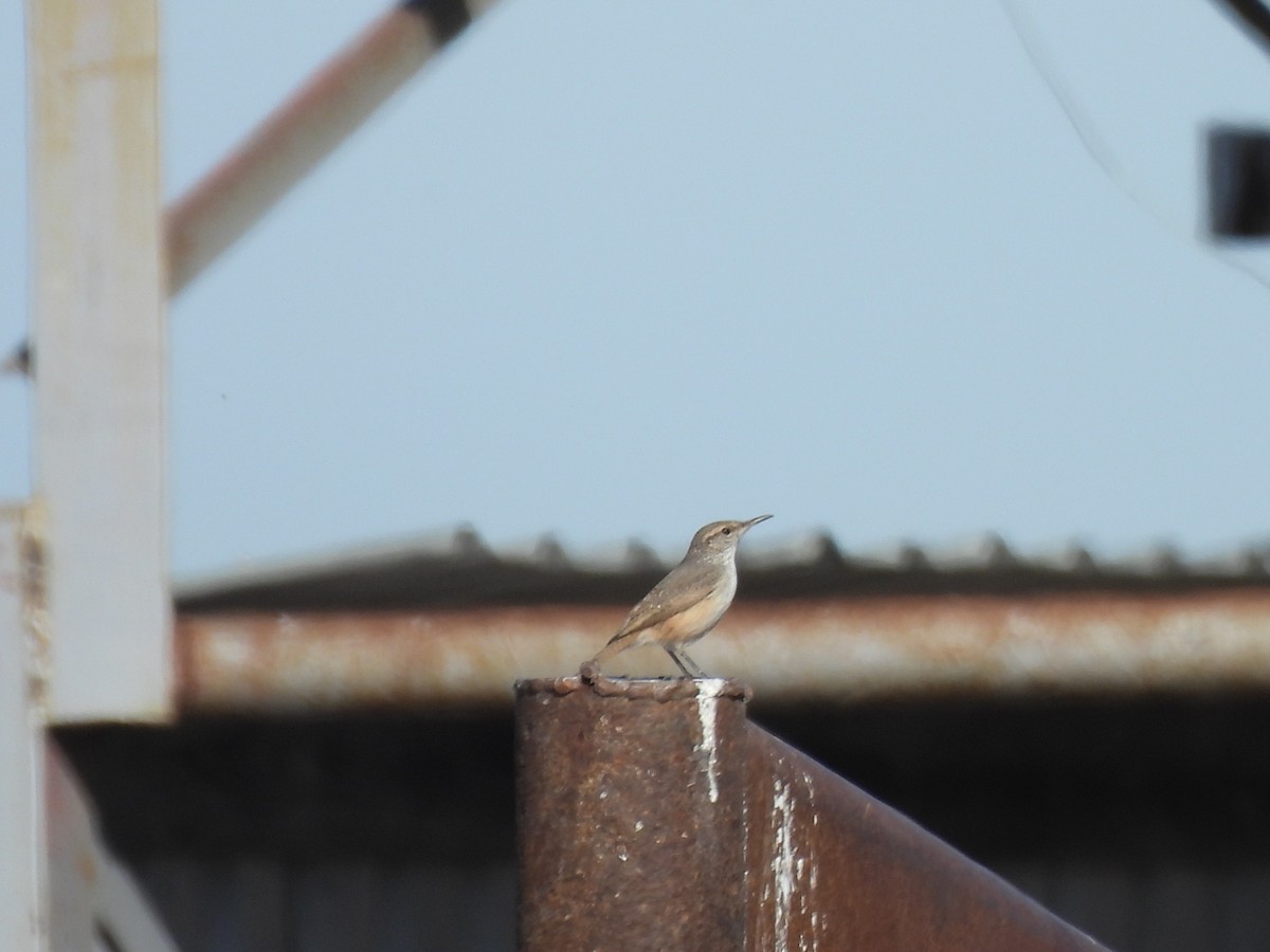 Rock Wren - ML645287965