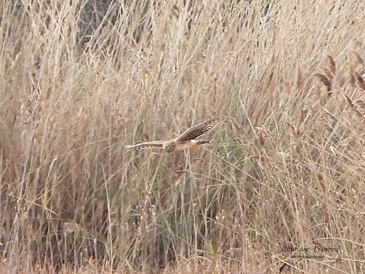 moták severoamerický - ML645287966