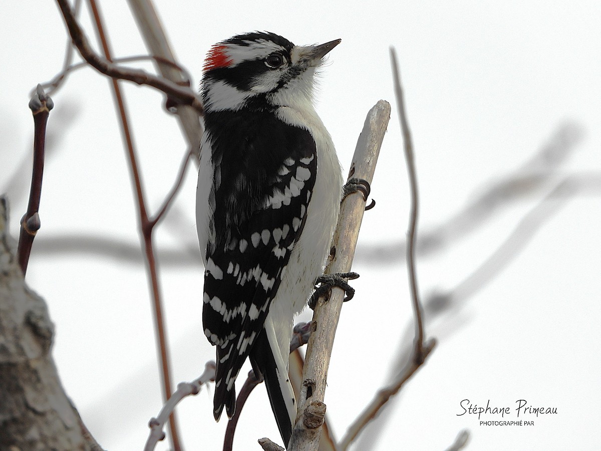 Downy Woodpecker - ML645287996