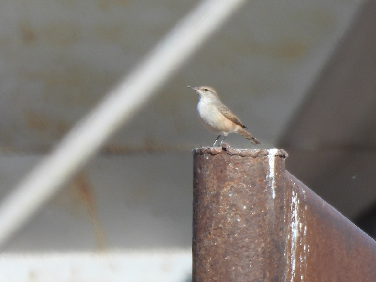 Rock Wren - ML645287998