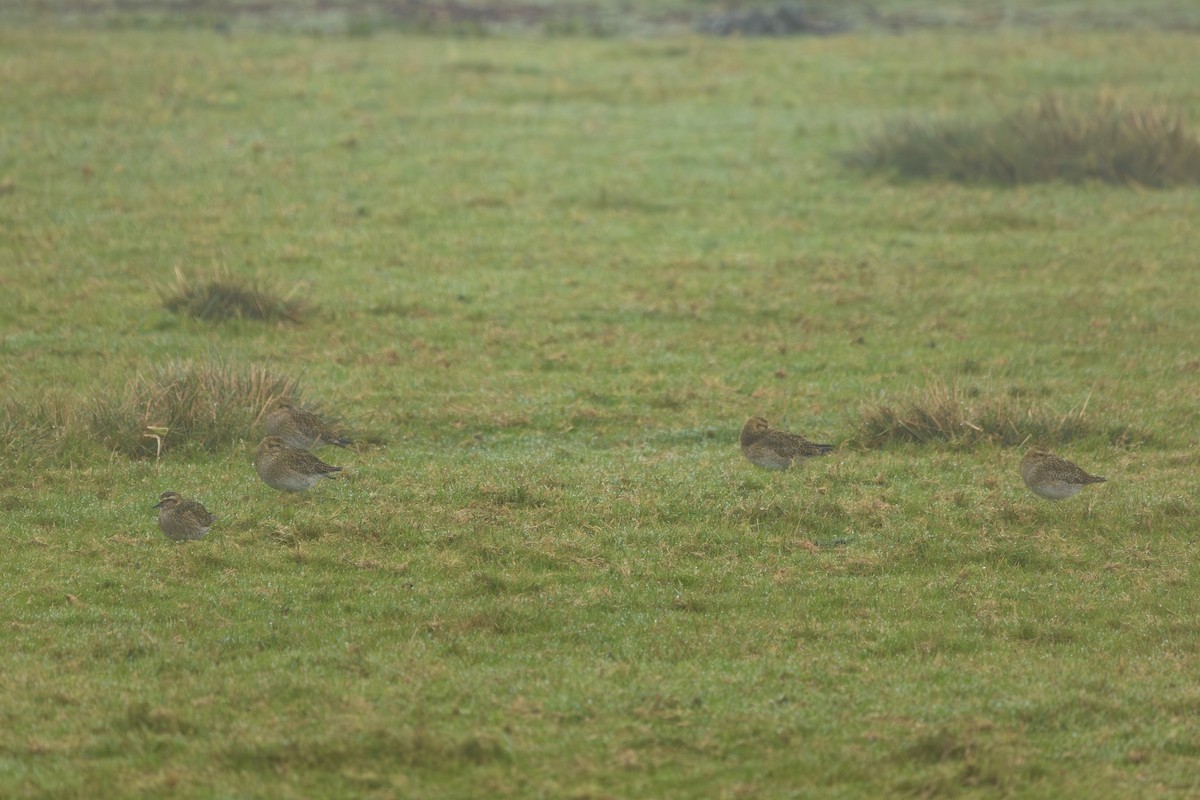 Сивка звичайна - ML645288003