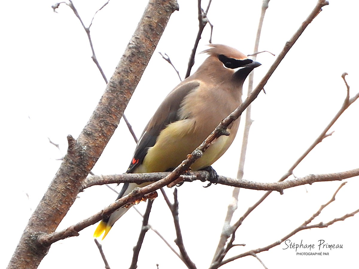 Cedar Waxwing - ML645288004